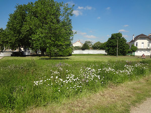 Prairie fleurie dans le parc Marcel Cachin à Saint-Denis © DR